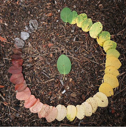 the-circle-of-leaf.jpg