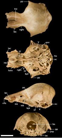 Talpanas-holotype-braincase-Iwaniuk-et-al-2009_Mar_2010.jpg