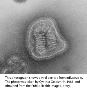 influenza A virus