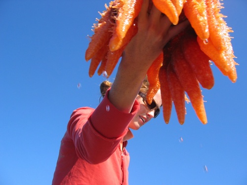 SeaSTAR.jpg