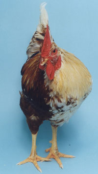 Gynandromorph_chicken.jpg