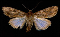 Moth.jpg