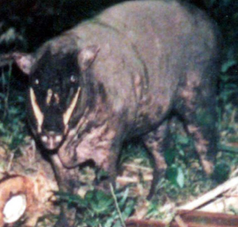 Togian_babirusa_Feb-2010-resized.jpg