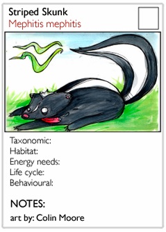 skunkscq.jpg